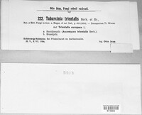 Tuburcinia trientalis image
